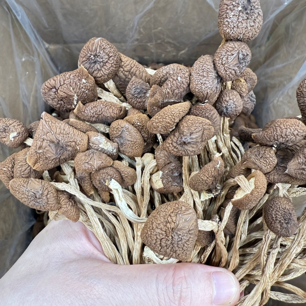 【清平表嫂】精品茶树菇干净均匀菇帽饱满香味浓郁菌菇滋补汤料