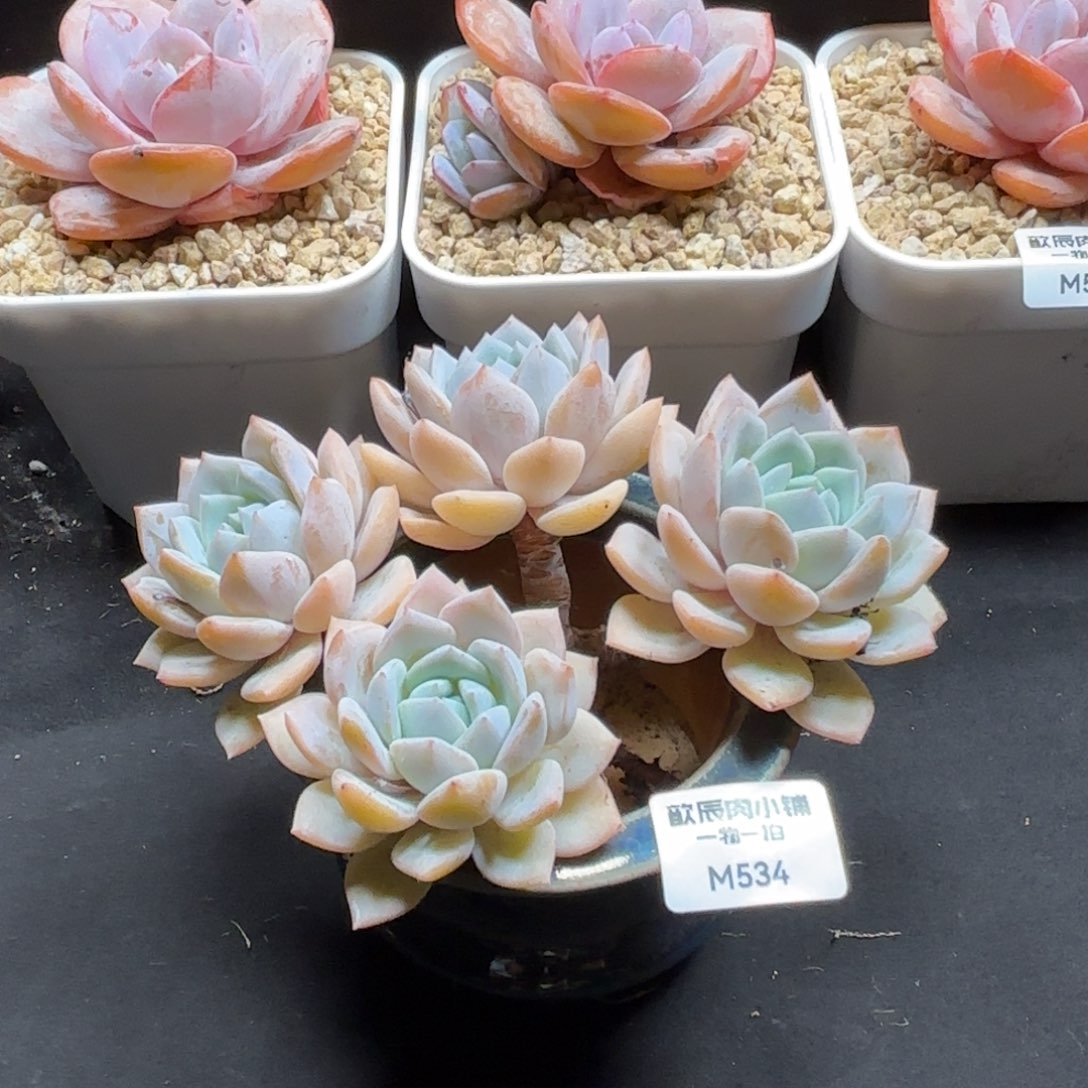 多肉植物  梦之雪4头  冠幅12  534