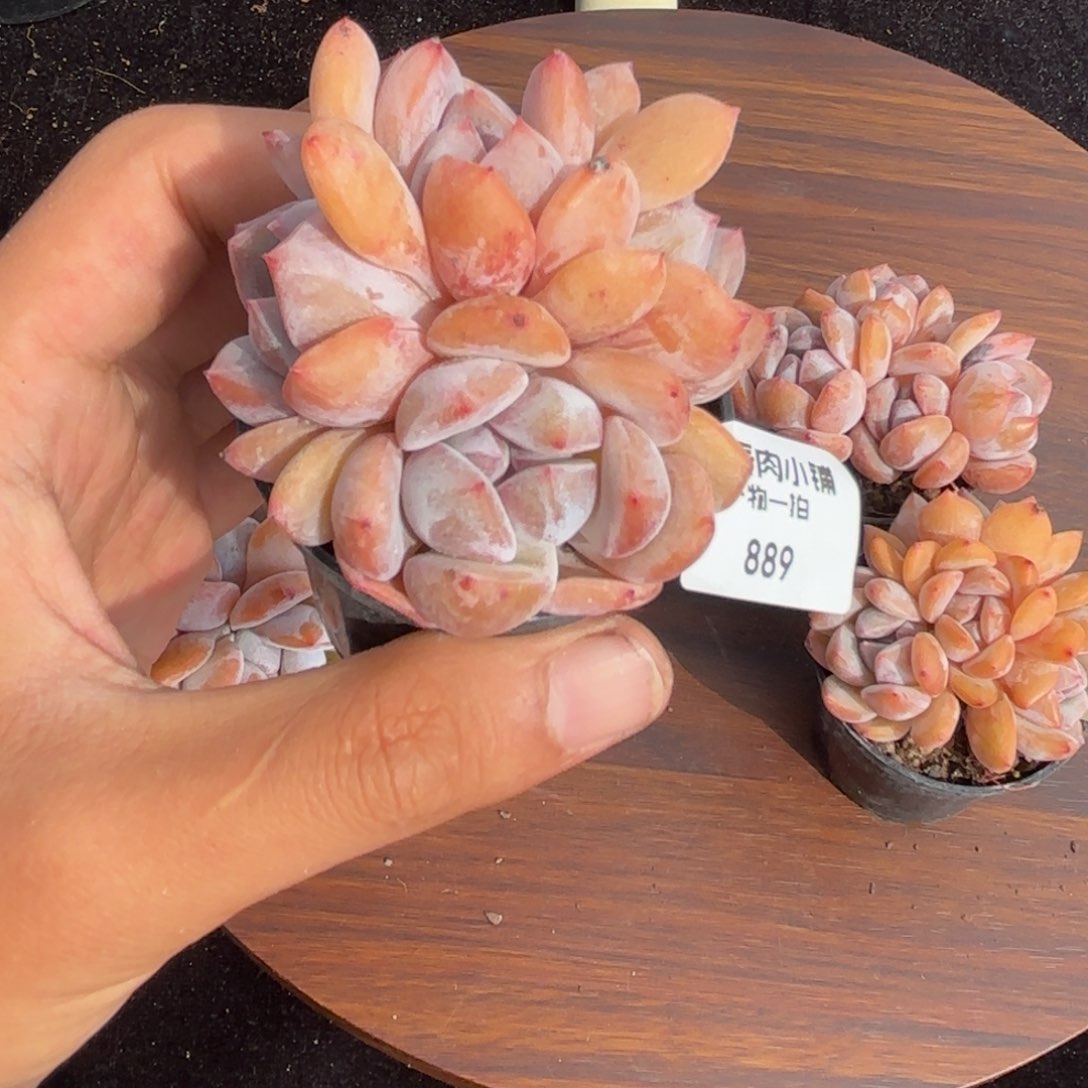 多肉植物 星影四头 冠幅6 量拍随机一颗 889
