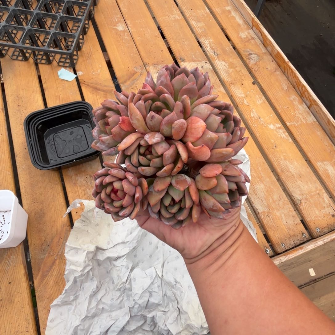 诺*多肉植物  石榴籽8头  诺诺