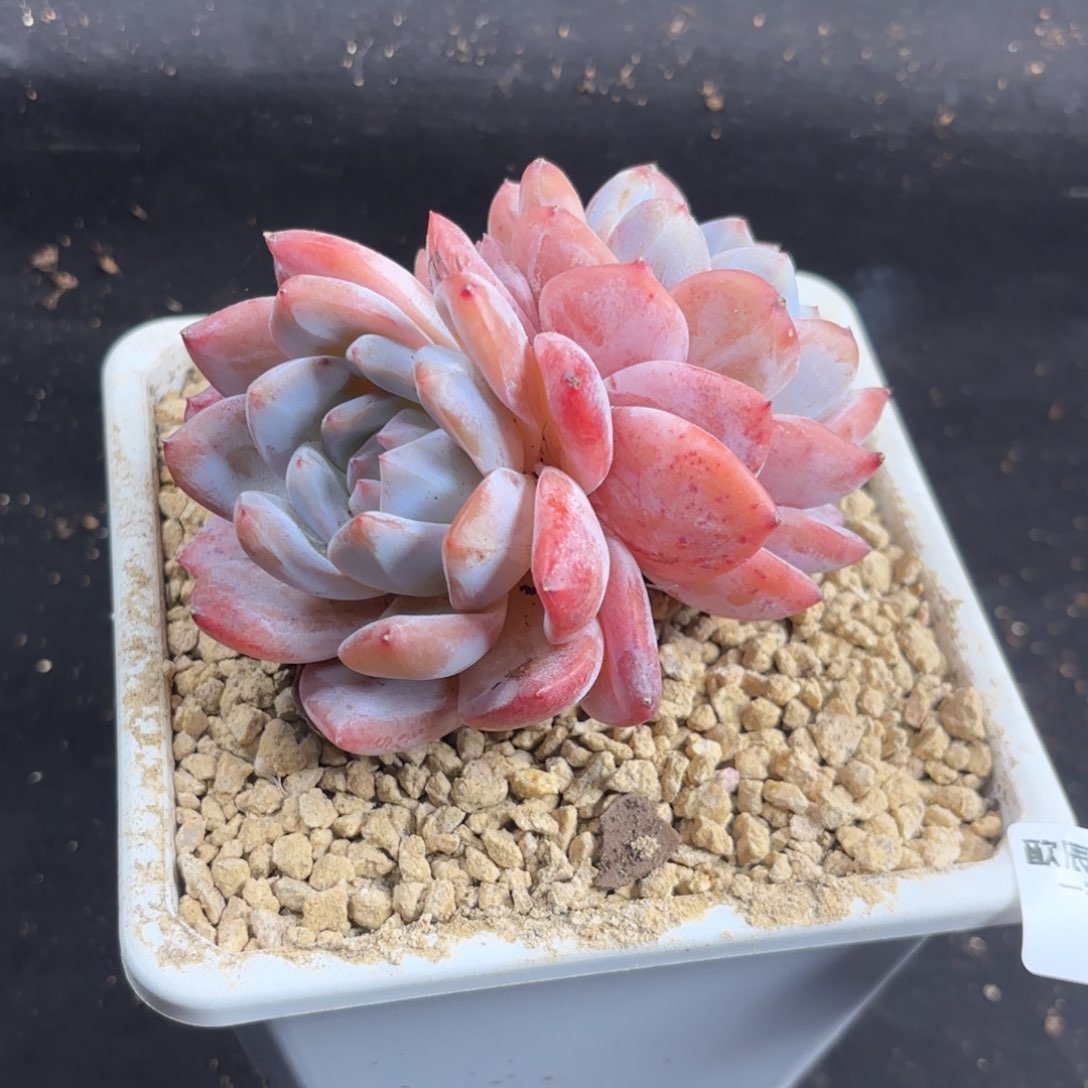 多肉植物 橙梦露双头  冠幅8  855