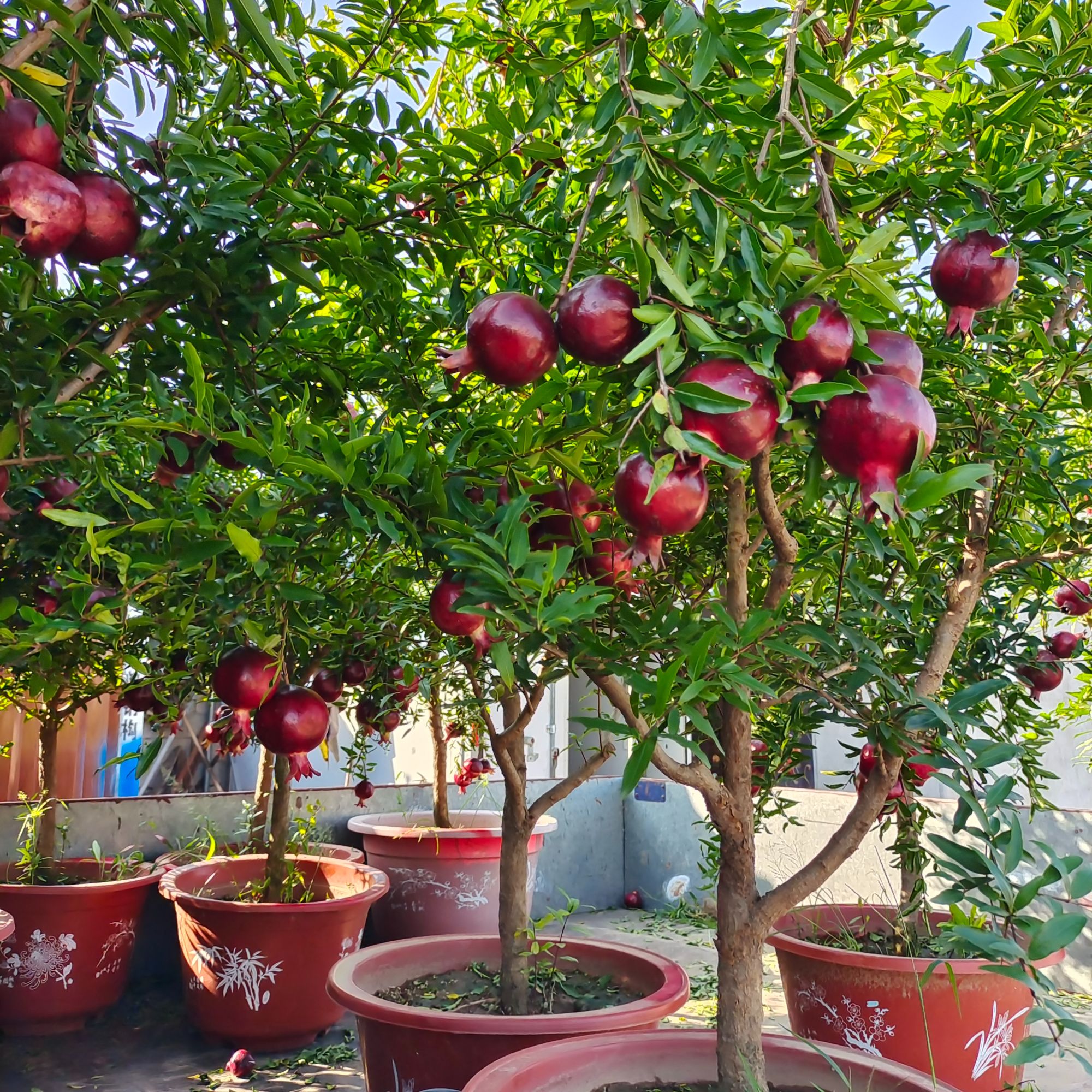 紫玉石榴树苗盆栽地栽果树苗 一物一拍