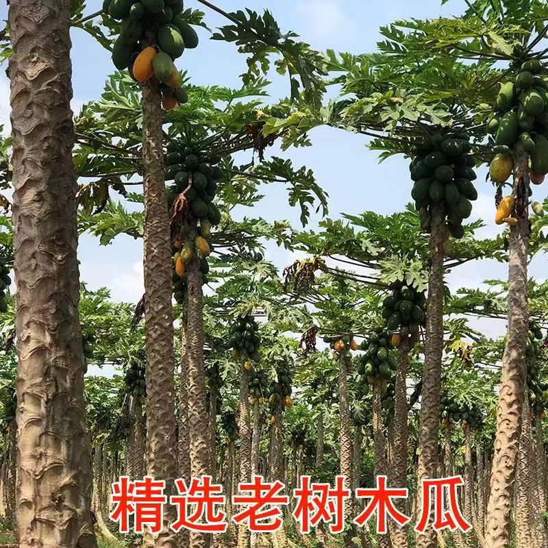 湛鲜生冰糖心红心木瓜多汁细腻丝滑软糯包邮 图片 4