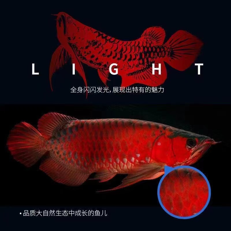 印尼纯血红龙活体鱼苗辣椒超血红龙古典蓝底过背