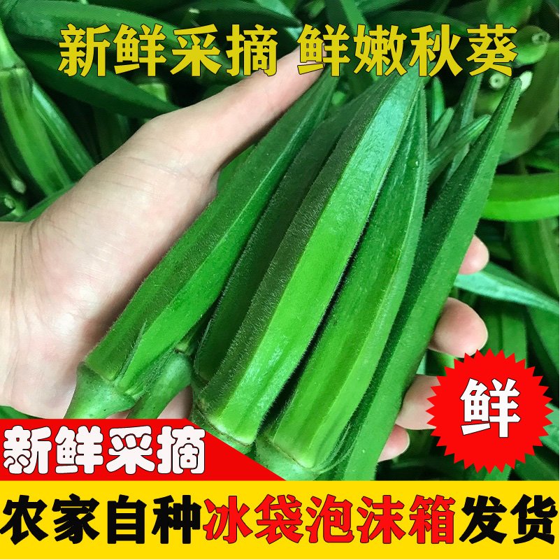 【精品黄秋葵】【1-5斤】农家自种水果秋葵新鲜蔬菜采摘整箱包邮