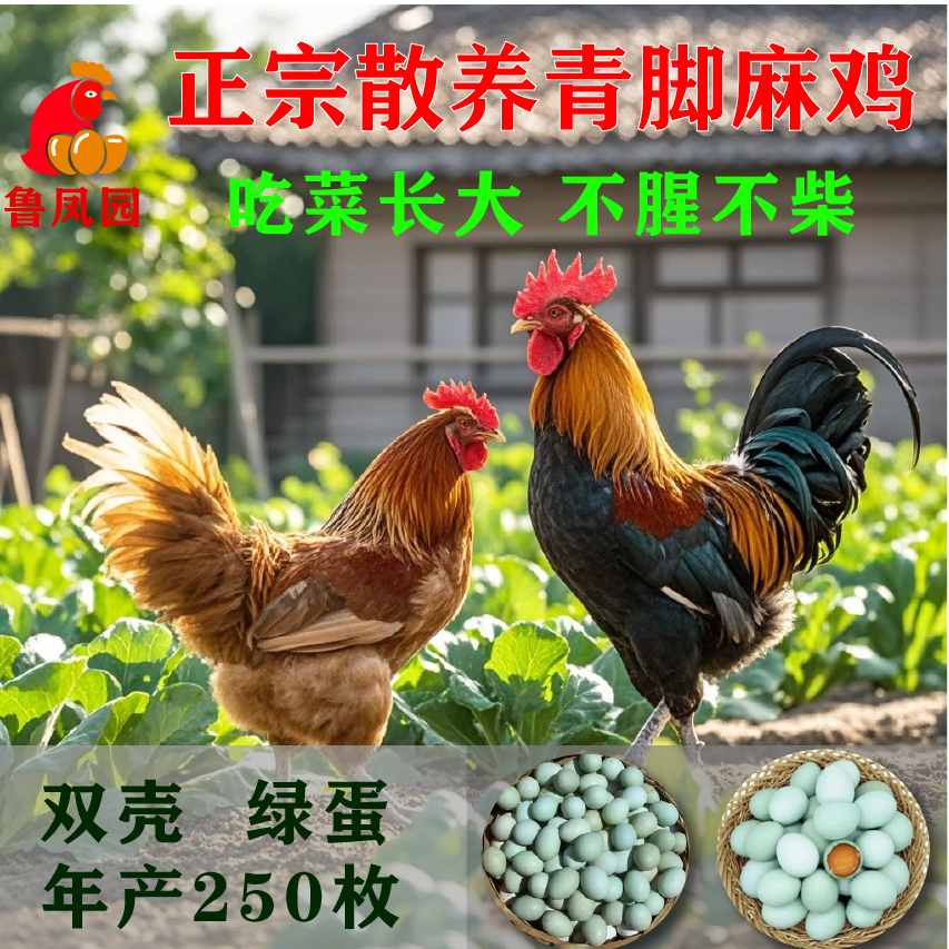 (六只共六斤)南北方冬天都可以养！菜园正宗青脚土鸡溜达鸡包邮