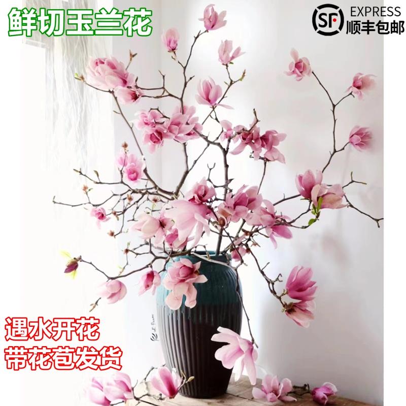 虹语水培花卉白玉兰干枝带花苞鲜花植物室内鲜切好养浓香型雪柳开