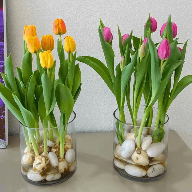 虹语郁金香种球五度球荷兰进口土培水培系列盆栽发芽种子植物种球