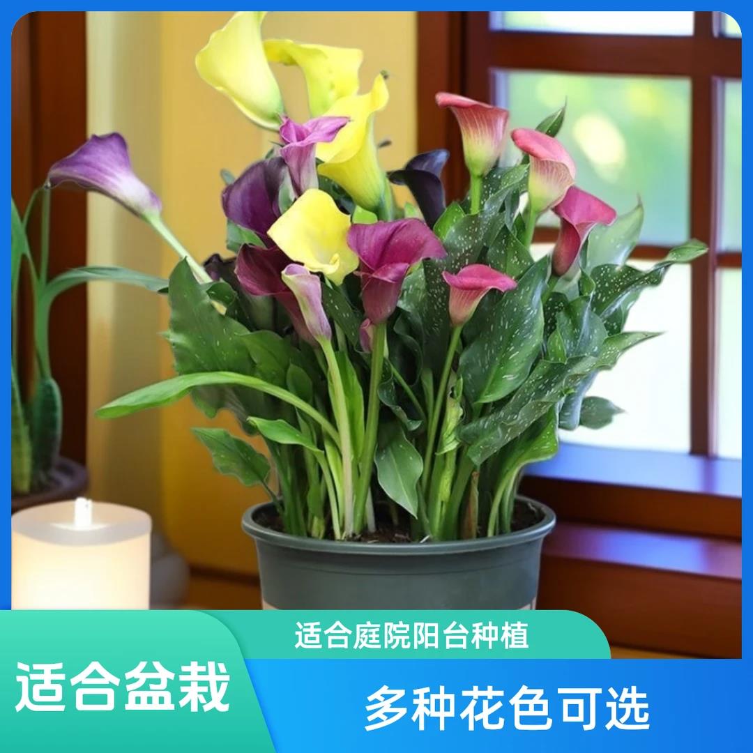 虹语彩色马蹄莲种球进口多年生根块耐寒庭院阳台盆栽春季粉色红色