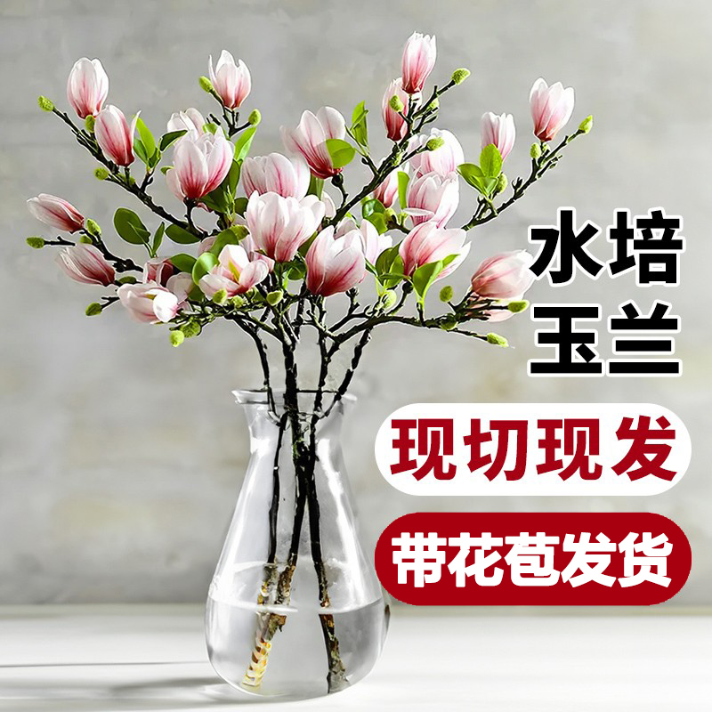 水培玉兰花卉遇水开花室内水培植物办公室好养绿植净化空气除甲醛