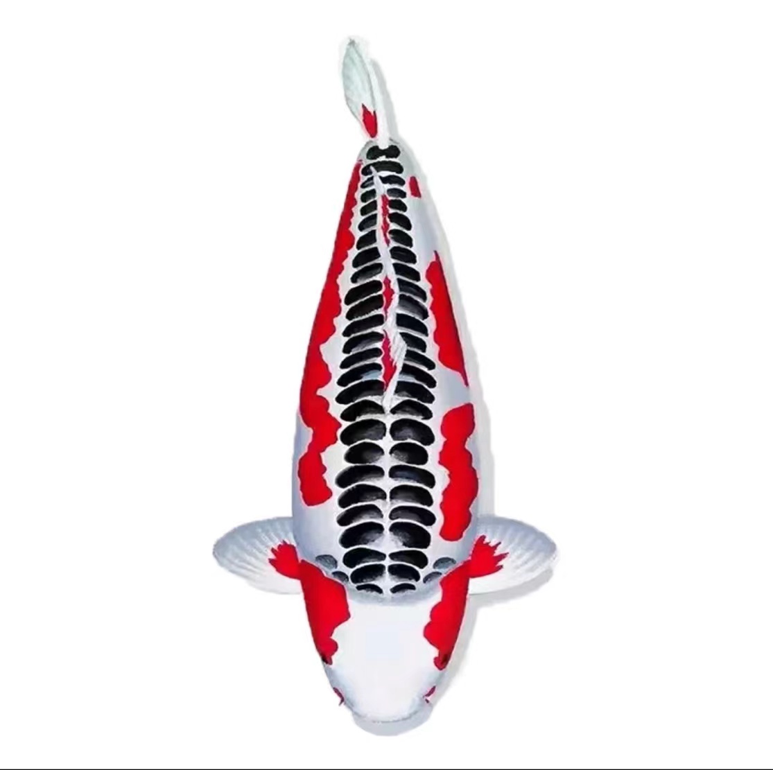 【超萌好物】纯血统锦鲤活体包邮到家池养巨型锦鲤精品进口观赏鱼