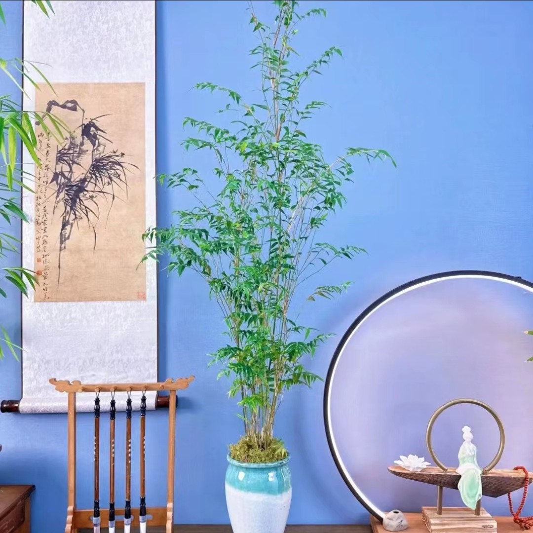 米竹植物花盆绿色栽培水培土培一年四季常绿办公室盆景