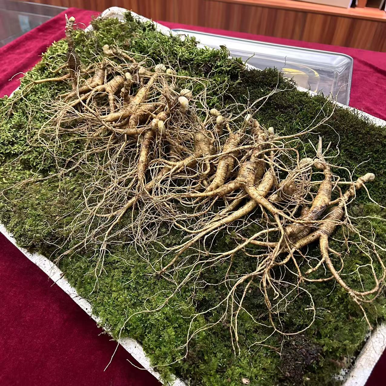 长白山人参 鲜参 20年林下参 籽货 吃货 净重半斤（20颗左右/份）