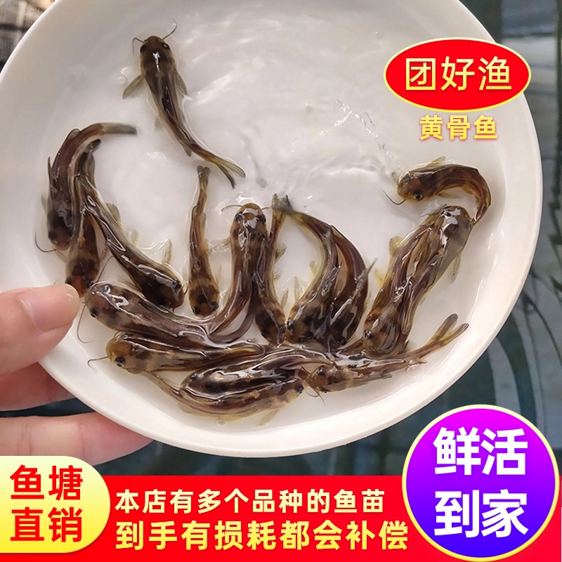 黄骨鱼鲜活黄辣丁鱼鱼苗黄颡鱼黄鸭叫昂刺鱼嘎鱼