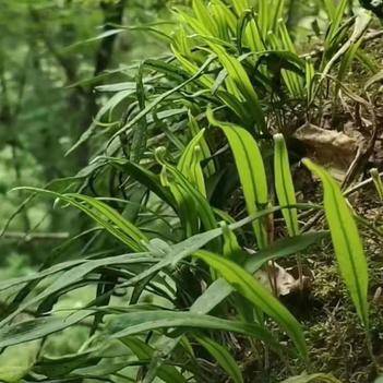 深山支棱草一包50克