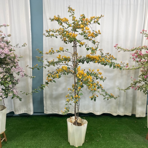 花多多高飘三角梅老桩一物一拍阳台庭院爬藤飘枝四季开花原盆发货
