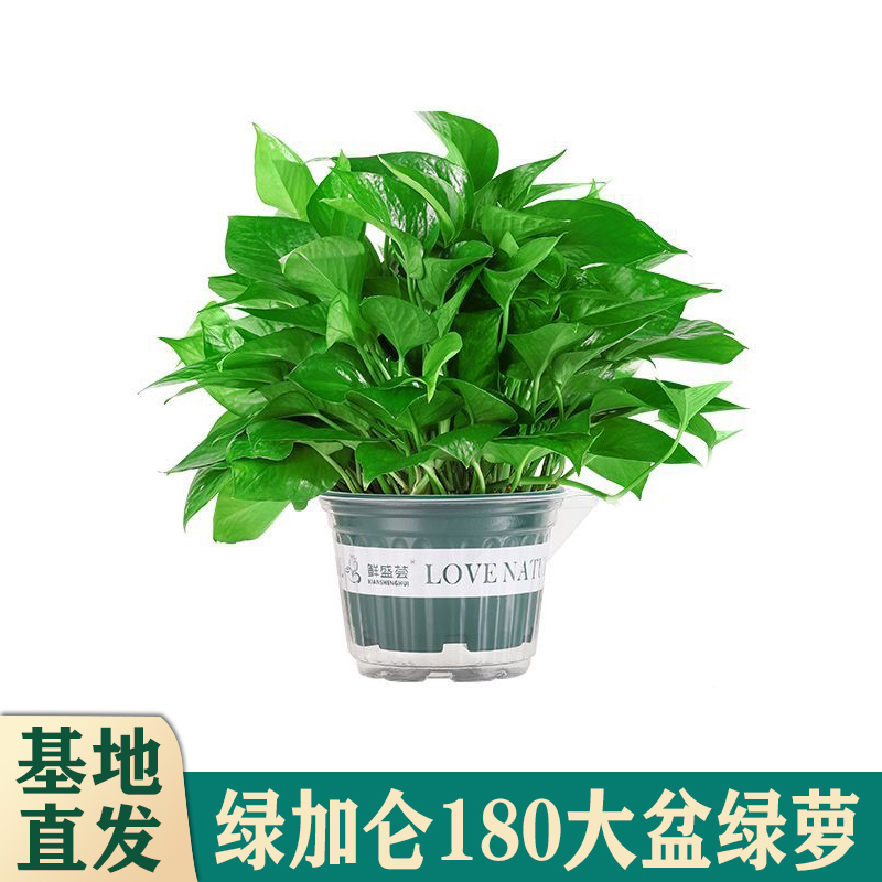 【抢购中】绿萝盆栽室内好养吸除甲醛净化空气水培植物绿植花卉绿箩