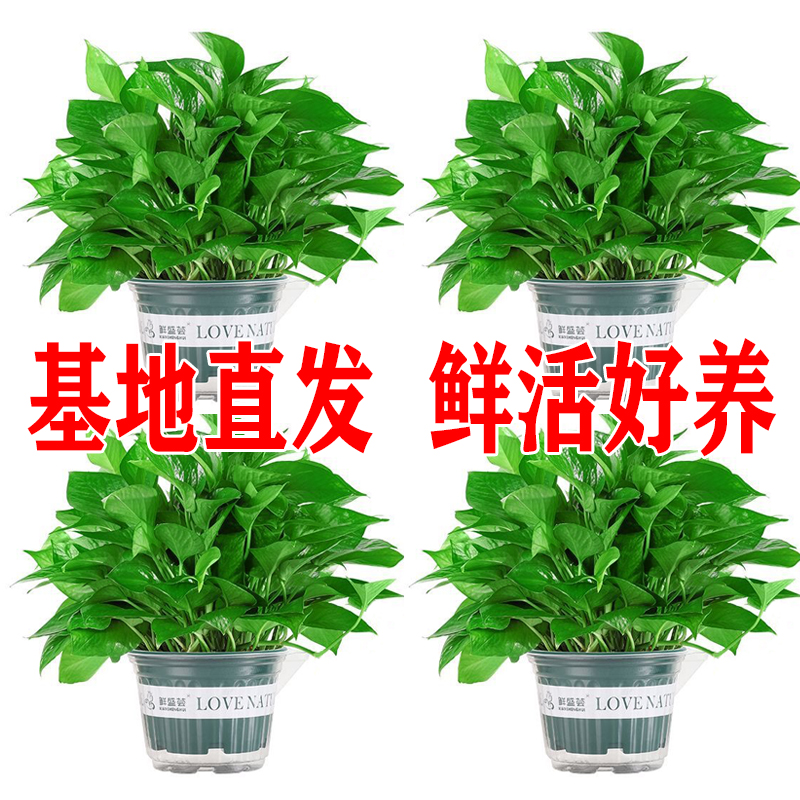 【亏本卖】绿萝盆栽室内好养吸除甲醛净化空气水培植物绿植花卉甄选