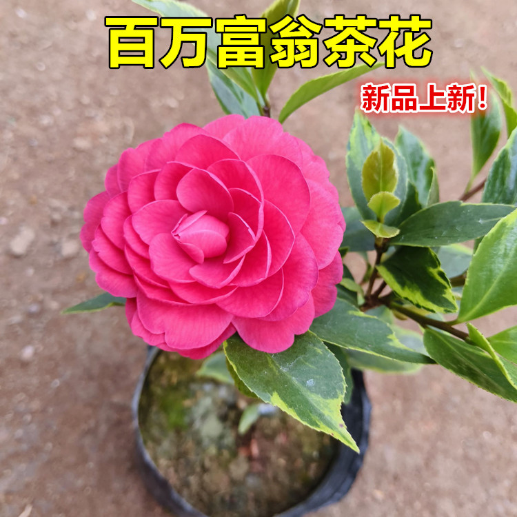 百万富翁茶花树苗盆栽金边彩叶赤丹叶艺品种红色喜庆大花阳台绿植