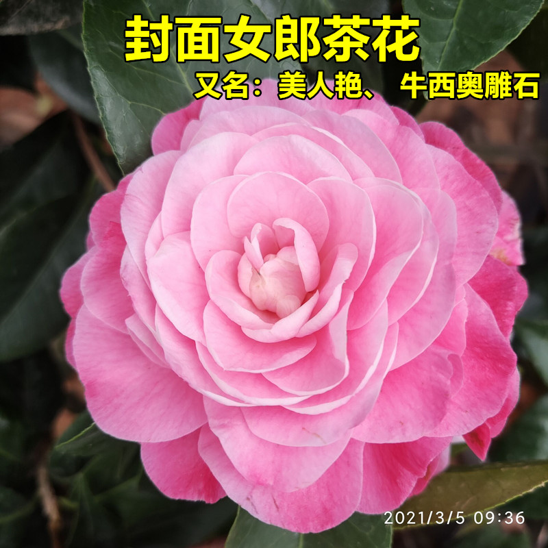 封面女郎盆栽树苗粉色大花又名美人艳牛西奥雕石茶花重瓣阳台庭园
