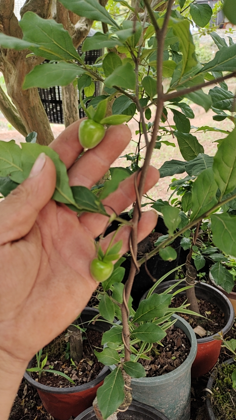 金典品种，老鸦柿天王