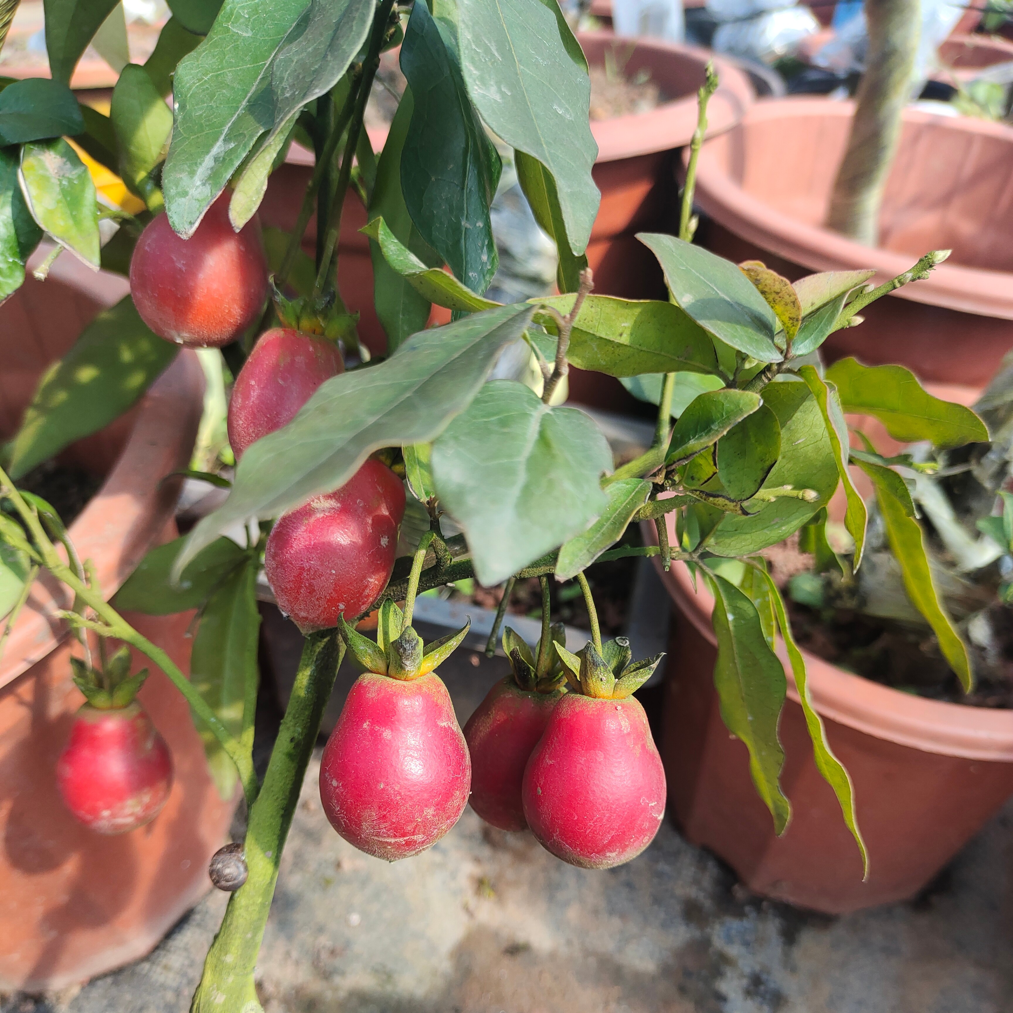 老鸦柿梦之雫观赏性植物