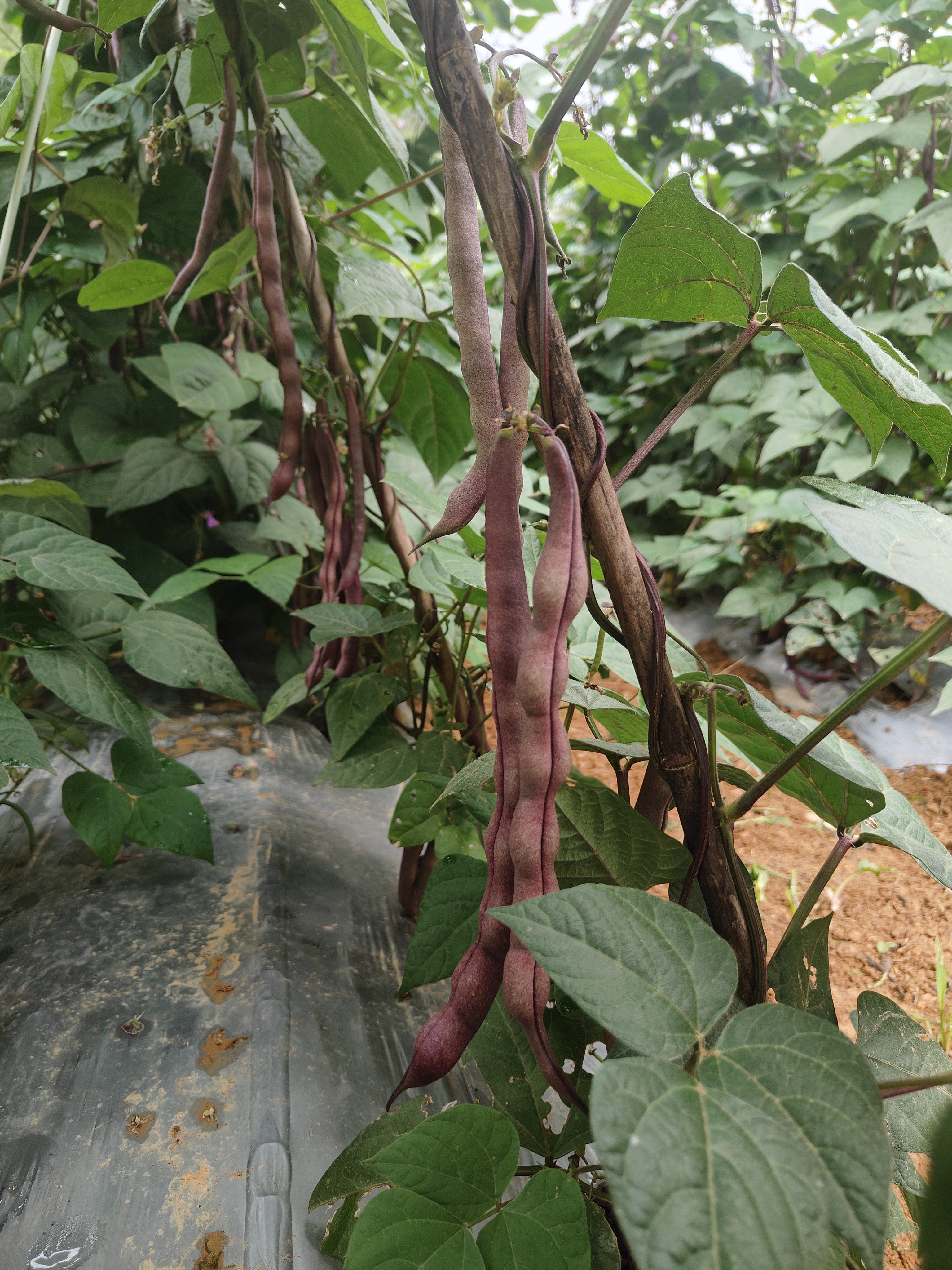 恩施高山农家自种红四季豆五斤包邮