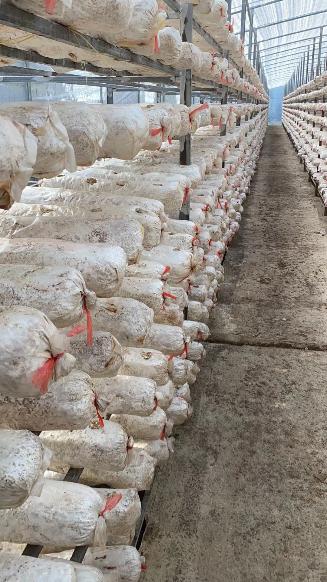 桂林荔浦菌棒苗基地直发