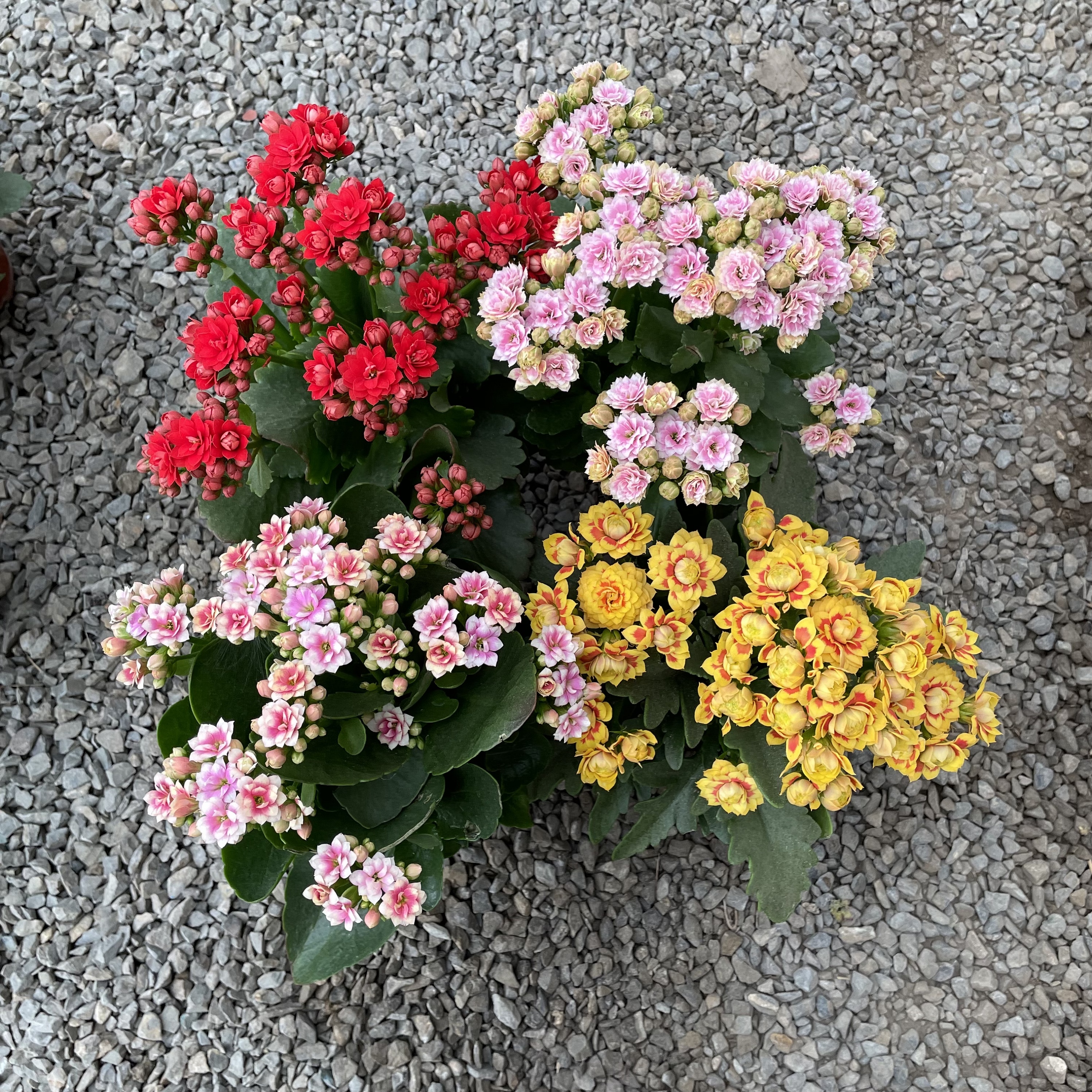 组合福利长寿花盆栽花卉重瓣懒人阳台室内绿植四季开花好养