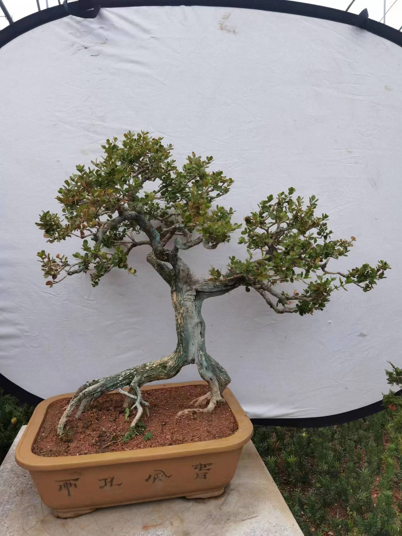 一物一拍盆景素材侧柏黑松济州真柏