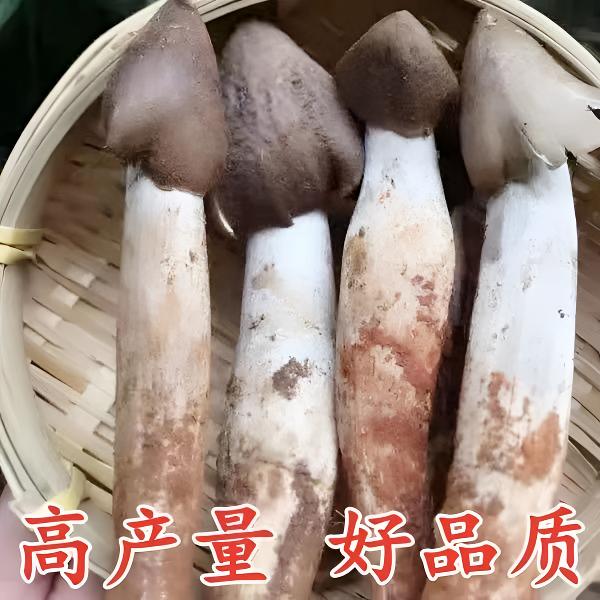 云南原种鸡枞菌菌种人工栽培新鲜蘑菇菌包可室内室外庭院野外种植