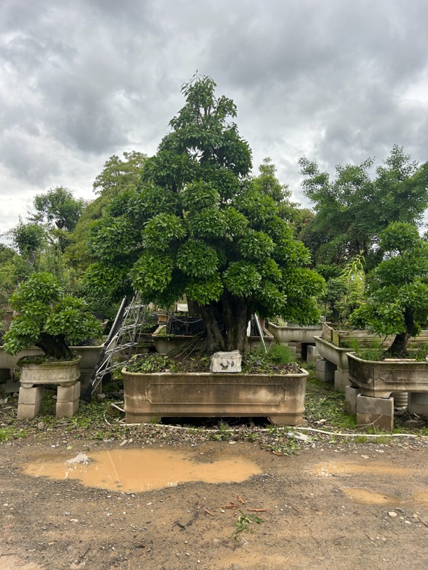 金弹子上海青满树果老桩盆景