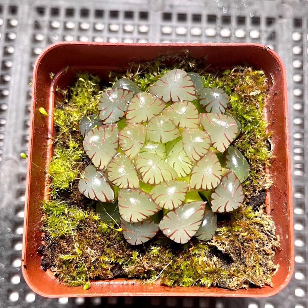 紫冰灯罕见稀有精品多肉植物十二卷玉露基地直播室内花卉绿植盆栽