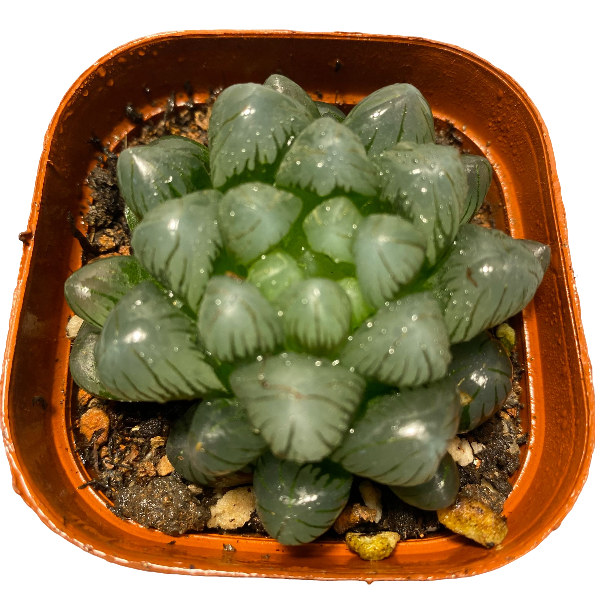 冰灯玉露十二卷多肉植物根系带土原盆栽培种植新手好养