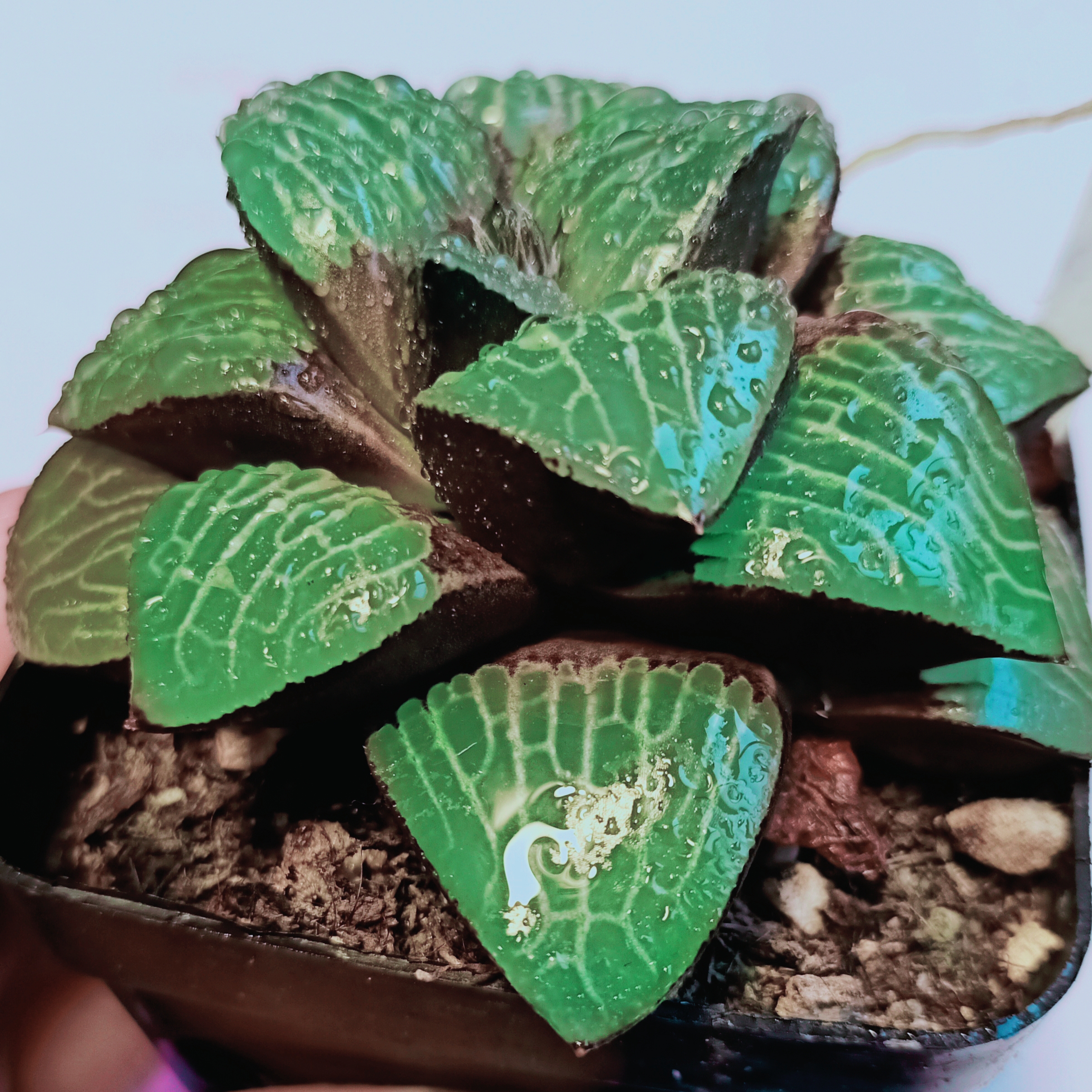 森之魅惑罕见稀有精品多肉植物玉露批发基地直播室内桌面多肉植物