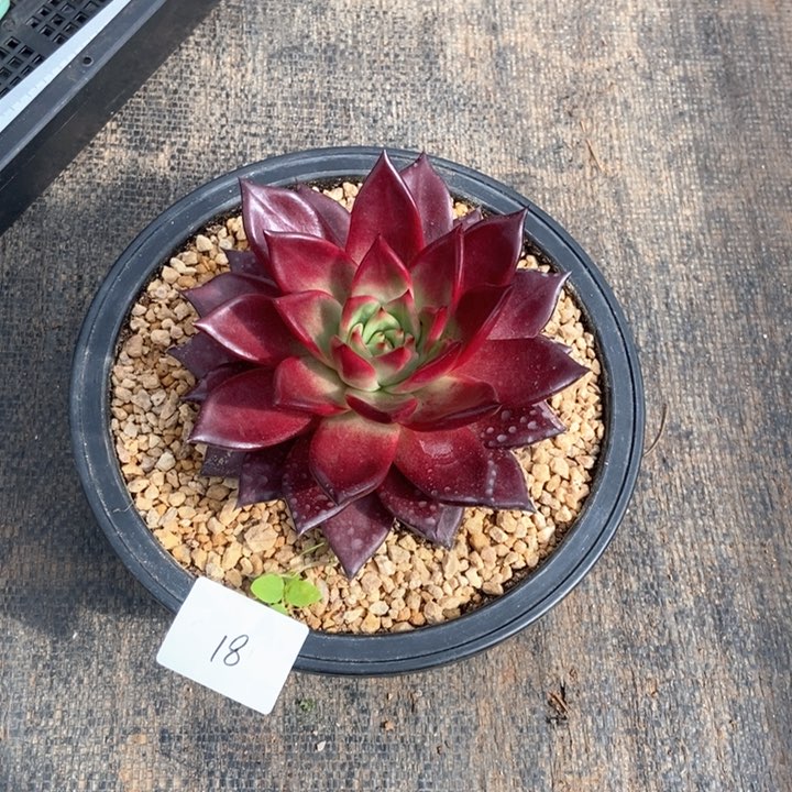 血罗14公分左右-18