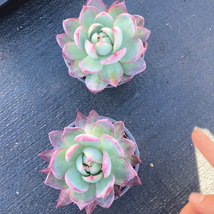 阿*惊鸿仙子两颗10公分左右