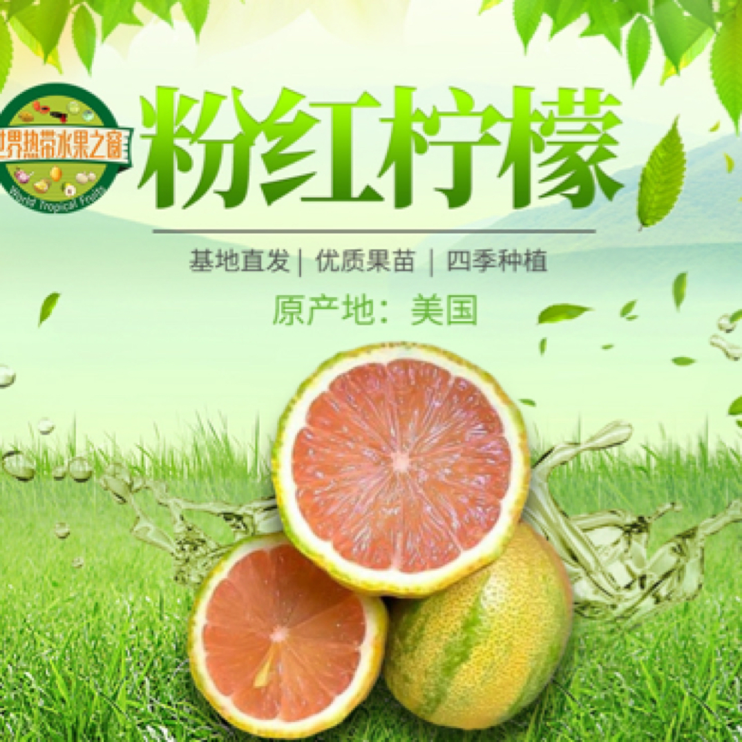 斑叶柠檬苗美国粉红柠檬南北方种植盆栽地栽花叶观赏果子树苗