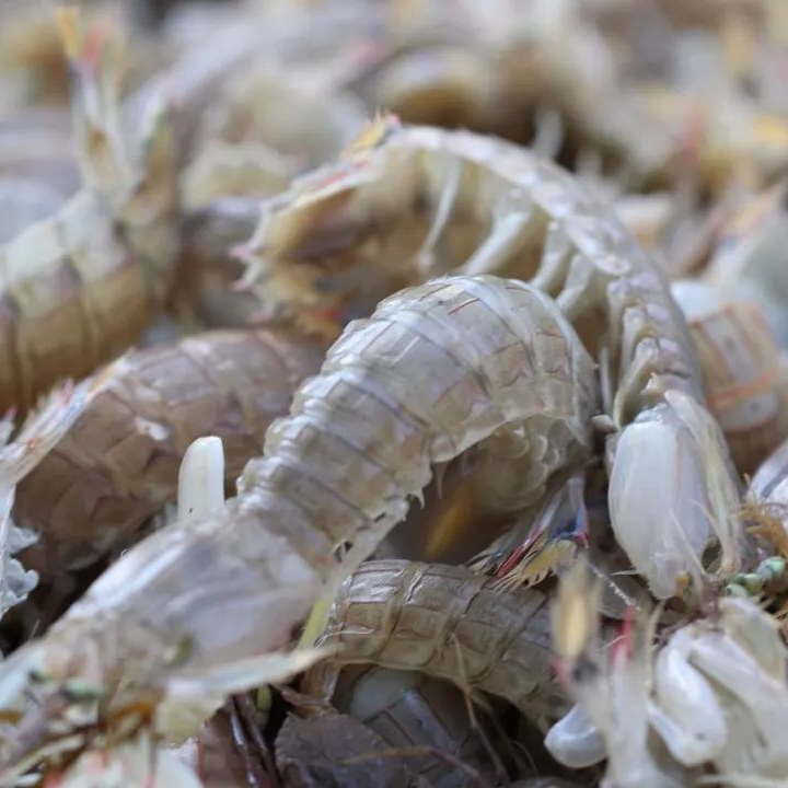 鲜活皮皮虾三斤【顺丰包邮】保鲜不保活