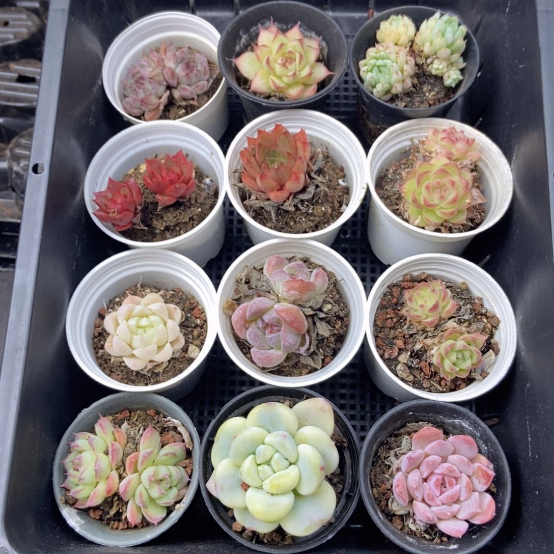 春泥家框拍链接J1