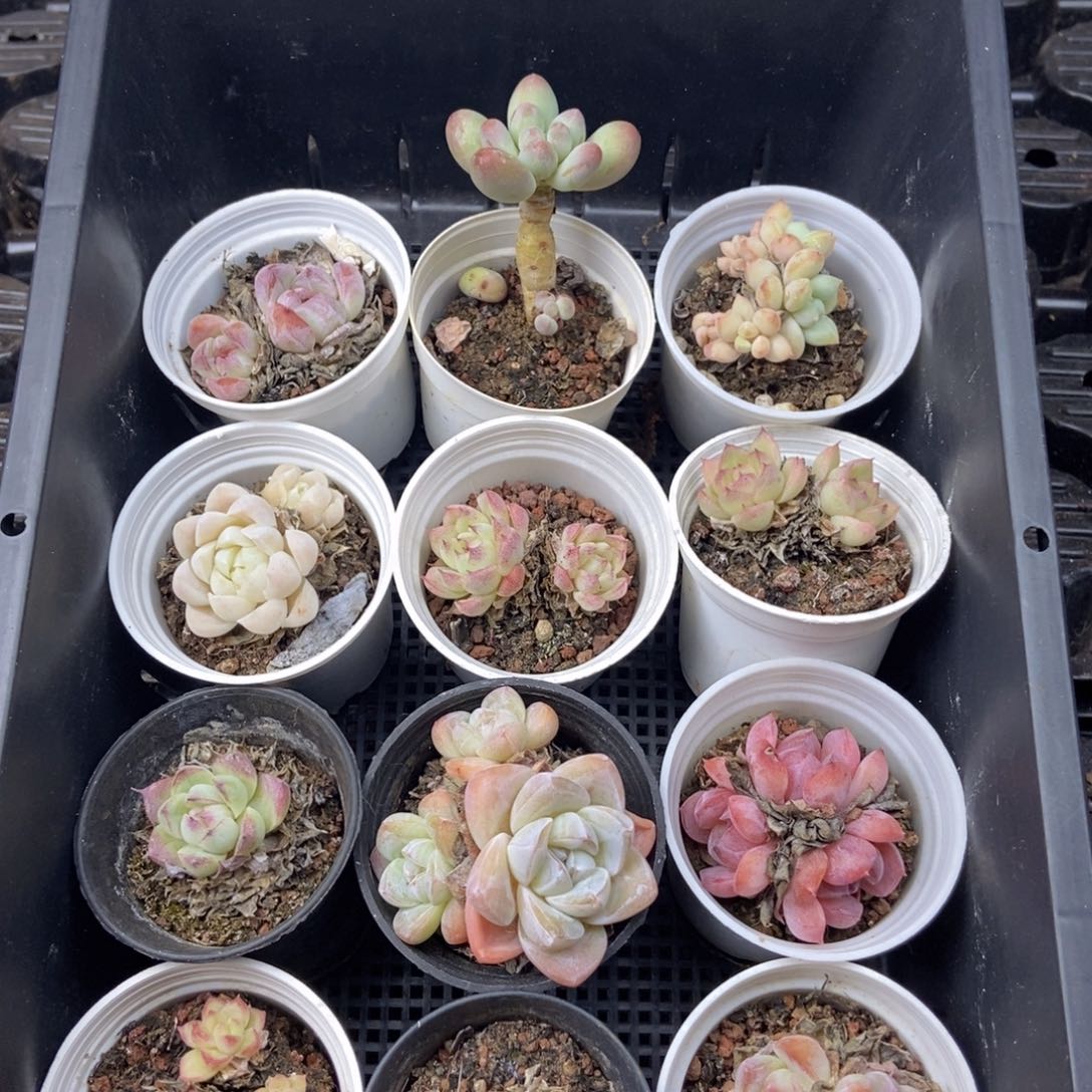 春泥园艺框拍链接J32