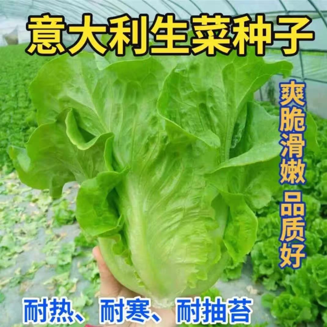 意大利生菜种子脆爽生吃生菜种籽四季播农家庭院阳台蔬菜种子大全
