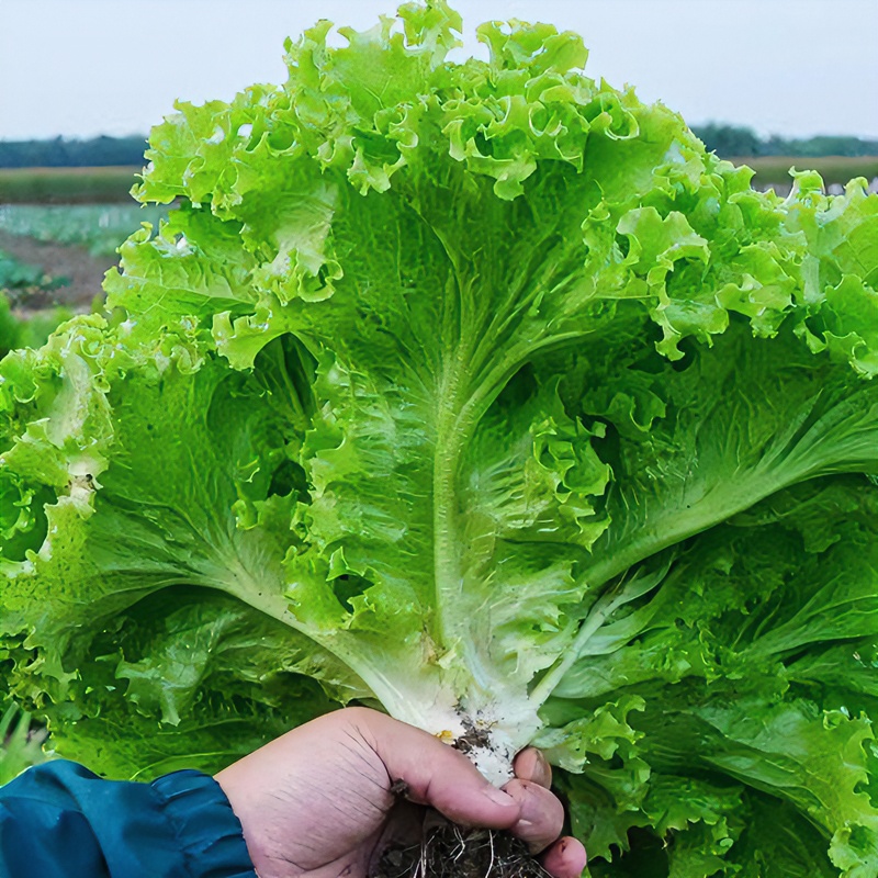 玻璃四季生菜种子 春夏秋四季播蔬菜种籽 清脆香爽口阳台盆栽孑 ·