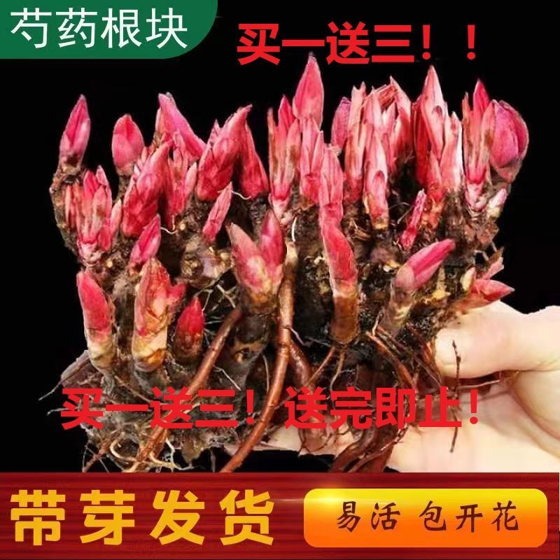 芍药花苗四季开花耐寒芍药根块室外牡丹花苗庭院阳台盆栽花卉大全