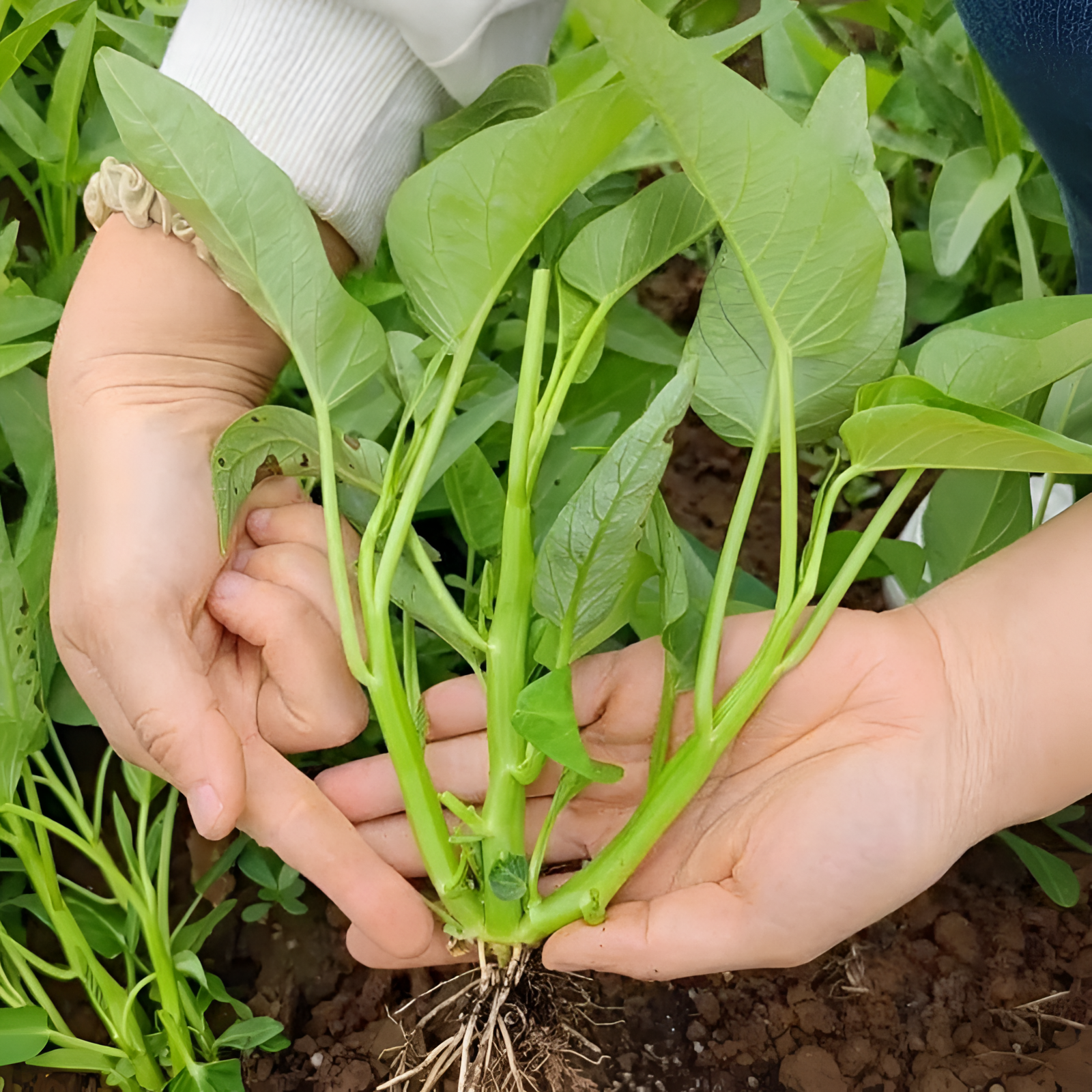 特级三叉空心菜种子籽盆栽四季水培农家阳台庭院种植蔬菜种子大全