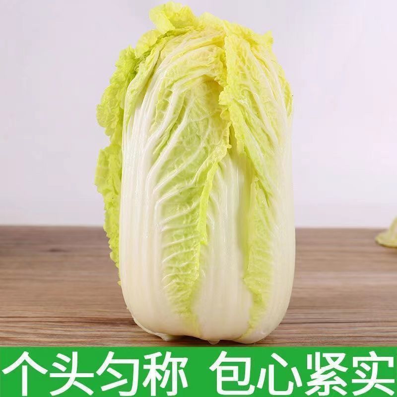 黄金娃娃菜种子黄心奶油白菜种籽四季播种阳台庭院蔬菜种子大全  