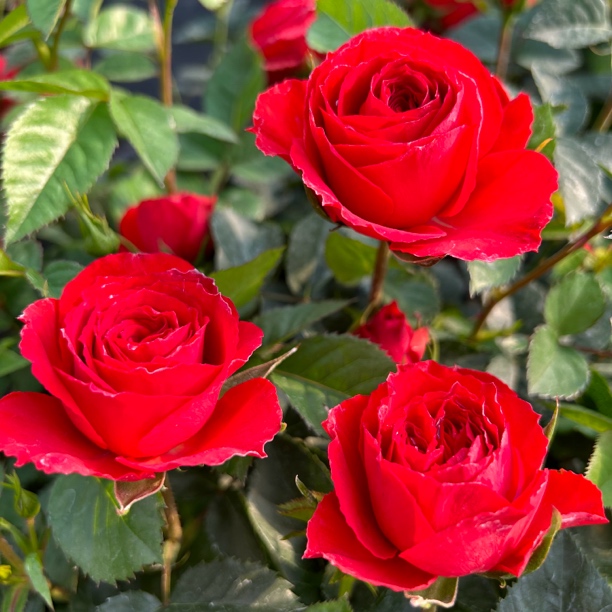 （红苹果）红色月季盆栽