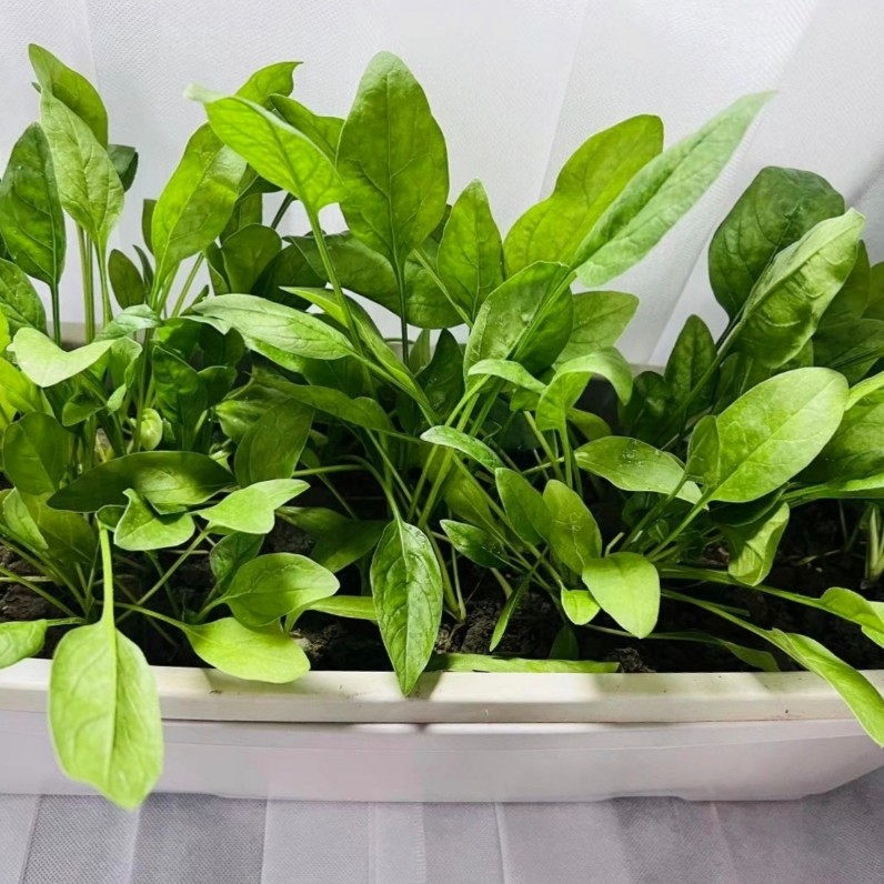 有机菠菜1000克(李琬有机菜)有机蔬菜