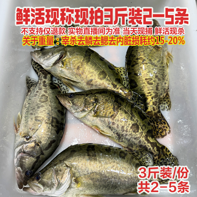 现称改价拍下，称重3斤装共2-6条大小桂鱼鳜鱼鲜活现称宰杀 有损耗