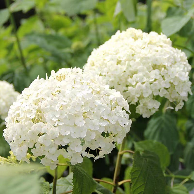 转角花园 乔木绣球无敌贝拉安娜 庭院花园易栽植耐热耐寒新枝开花